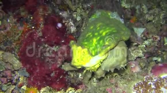 印尼伦贝海峡夜眠海绵蟹视频的预览图