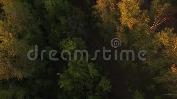 空中无人驾驶飞机飞过秋天的森林视频的预览图