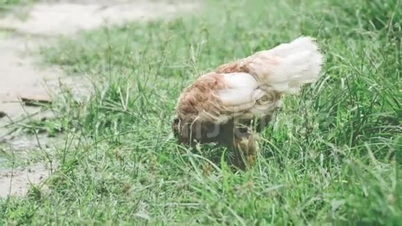 一只母鸡挣脱了视频的预览图