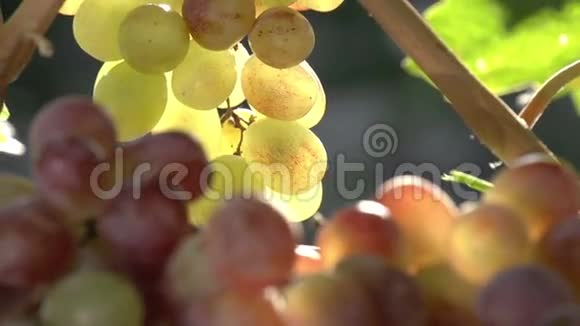 葡萄的丰富收获视频的预览图