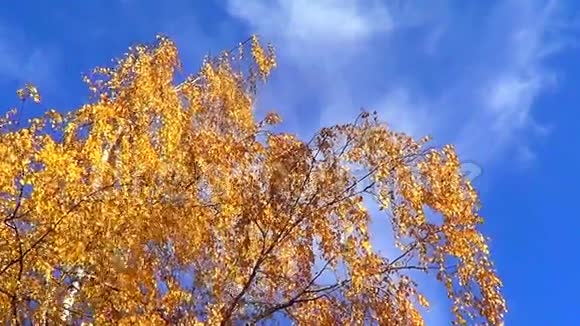 秋天的风景视频的预览图