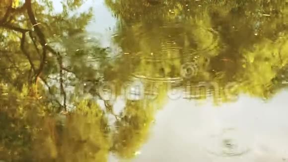 有小溪流过的雨林树木和天空在水中的倒影雨点滴落在河圈里视频的预览图