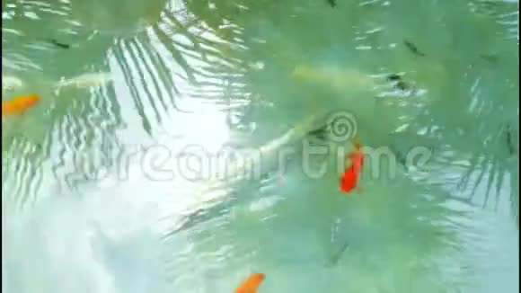 水下五颜六色的热带金鱼顶角射击视频的预览图