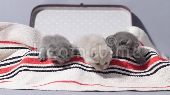 可爱的脸刚出生的小猫在ca旅行箱视频的预览图