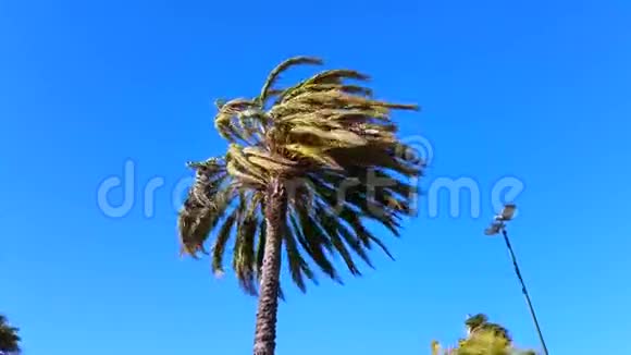 棕榈树在强风中吹拂视频的预览图