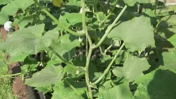 高睫毛与黄瓜生长在花园里的股票录像视频的预览图