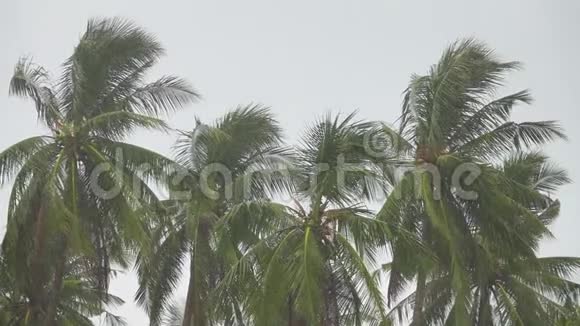 大雨下的棕榈树视频的预览图