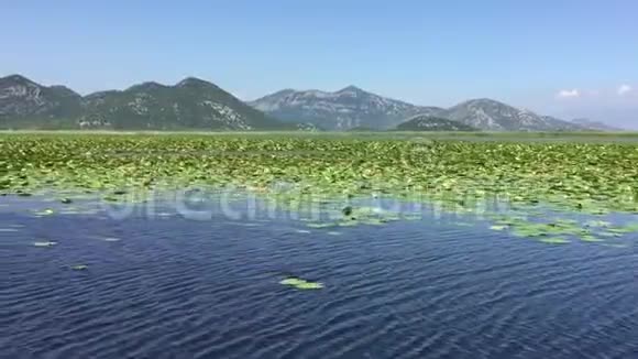 斯卡达尔湖的睡莲乘船在美丽的湖边散步夏日碧水黑山斯卡达湖视频的预览图