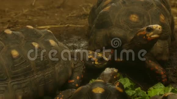 三只乌龟在吃视频的预览图