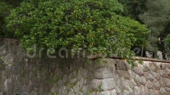 黑山的灌木和乔木土地平整设计o视频的预览图