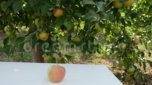桌上红苹果的特写镜头视频的预览图