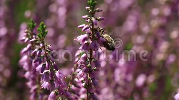 一个夏季下午1080p的蜜蜂授粉开花石楠灌木视频的预览图