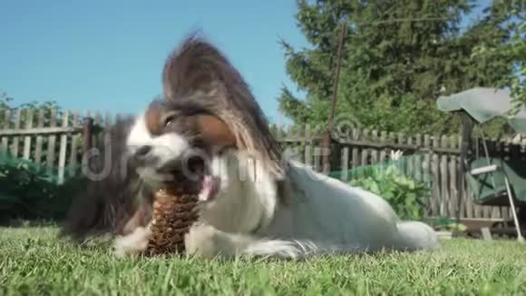 美丽的狗品种帕皮龙啃云杉锥草坪股票录像视频的预览图