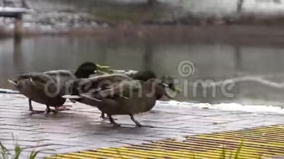 鸭子在湖上吃面包视频的预览图