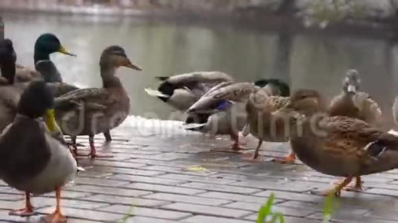 鸭子在湖上吃面包视频的预览图