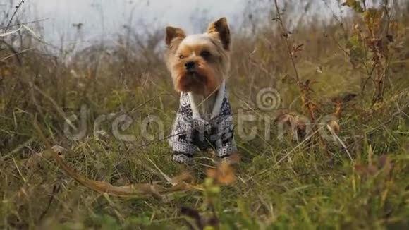 一只穿着西装的小狗在草地上吠叫的肖像4公里视频的预览图