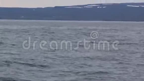 冰岛海面上追逐杀手鲸视频的预览图