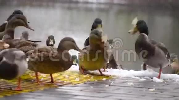 鸭子在湖上吃面包3视频的预览图