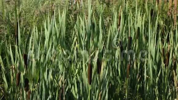 满是绿叶的沼泽草藤条随风飘散视频的预览图