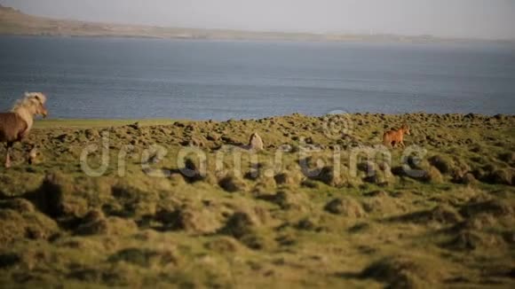 美丽自然的风景冰岛野马群在田野里疾驰而过视频的预览图
