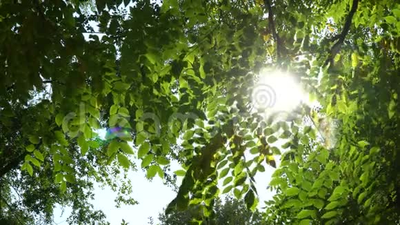 美丽的阳光透过风照在绿叶树上视频的预览图