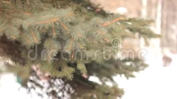 冬季公园的树枝视频的预览图