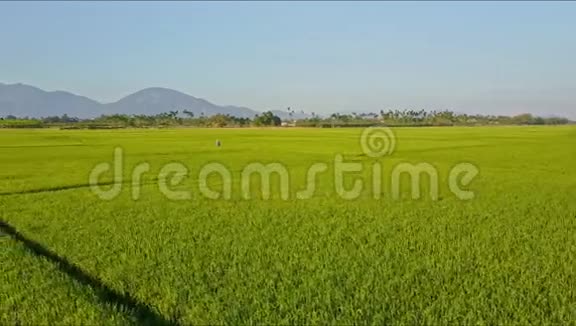 空中景色小人物在绿色稻田中嬉戏视频的预览图
