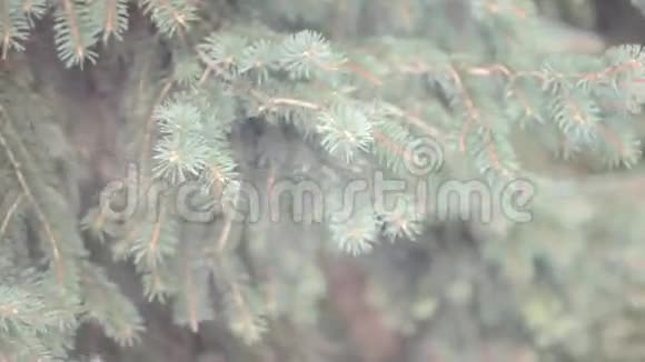 冬季公园的树枝视频的预览图