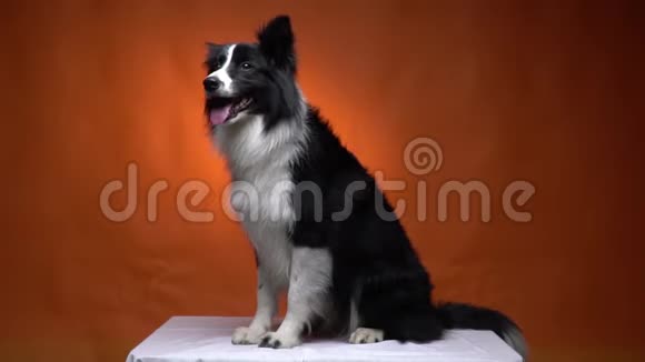可爱的黑白狗坐在橙色的背景上视频的预览图