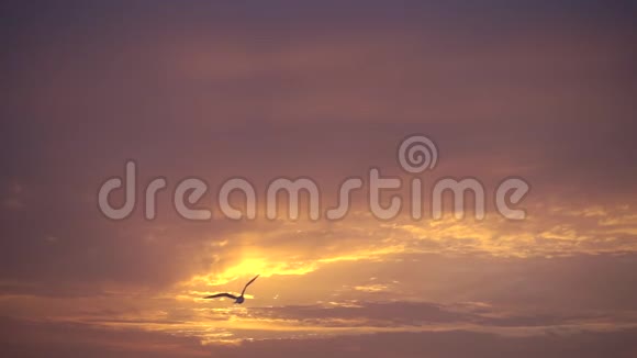 慢动作雄伟的日落和一只鸟飞向太阳视频的预览图