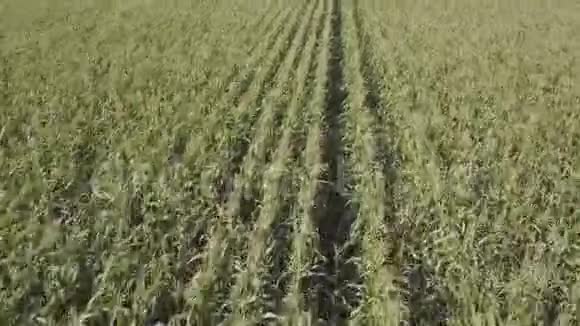 飞过玉米地视频的预览图