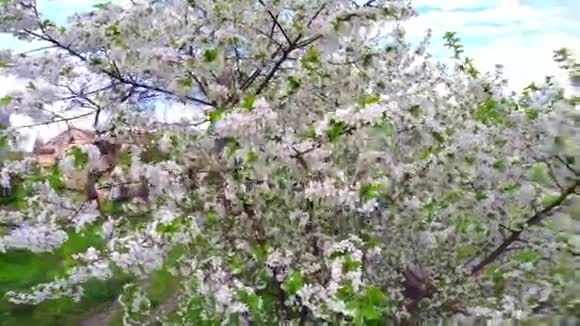 樱花树白花视频的预览图