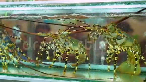 特殊容器中活龙虾的观察视频的预览图