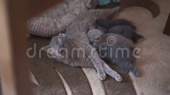 苏格兰褶皱家族妈妈喂三只小猫休息4K视频的预览图
