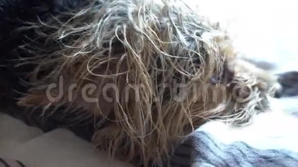 小约克郡猎犬睡在床上人类最好的朋友约克郡梗视频的预览图