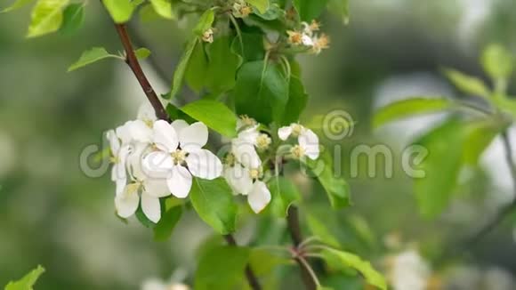 春天公园里美丽盛开的苹果树视频的预览图