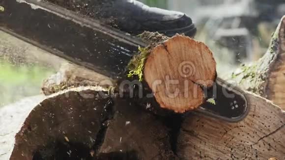 樵夫砍掉了一棵小树树干视频的预览图