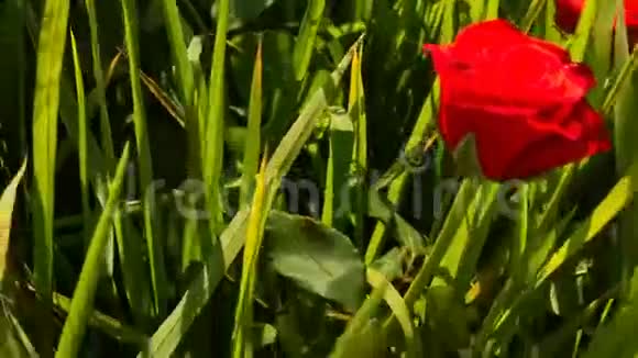 绿色稻田中的红玫瑰视频的预览图