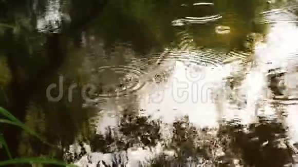 森林里的夏雨有溪流流过的雨林水中树木和天空的反射雨滴视频的预览图