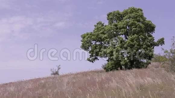 大树高草天的景观风树草天背景视频的预览图