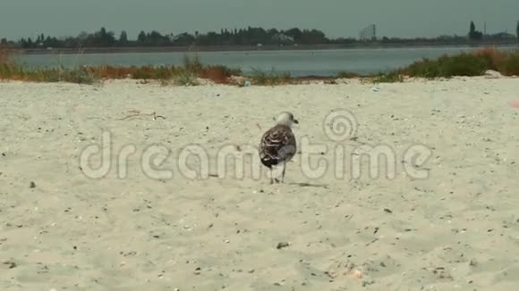 海滩上的鸟儿用慢镜头拍摄视频的预览图