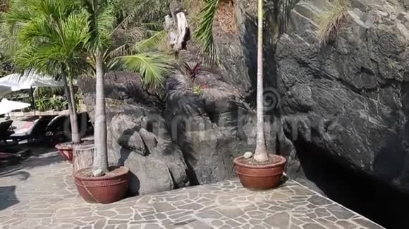 高大的棕榈树石岩前视频的预览图