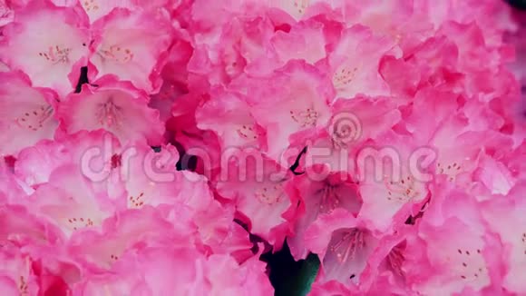 粉红色的杜鹃花摄像机回到滑块上颜色校正视频的预览图