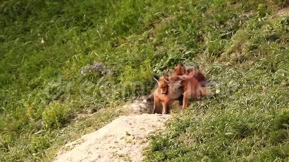 可爱的狐狸幼崽在巢穴前玩耍视频的预览图