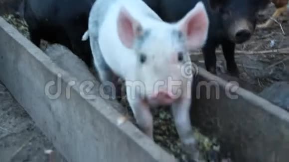 小猪从谷里吃东西在农场院子里快乐地奔跑视频的预览图