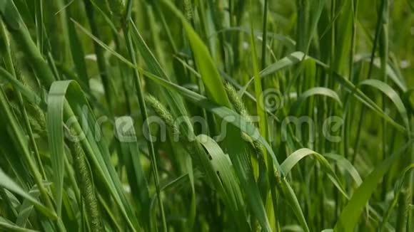 绿草掩映着美丽的背景夏天高清视频镜头1920x1080静态摄像机视频的预览图