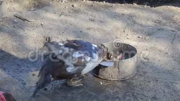 母鸭饮水视频的预览图