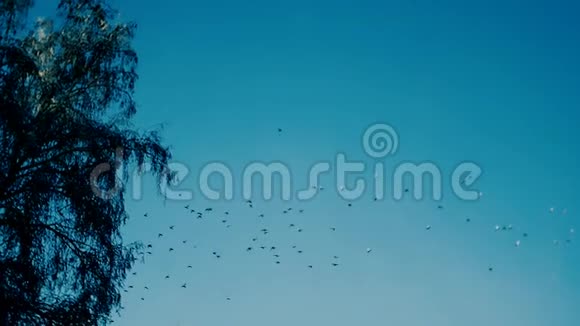 鸟儿在冬林中飞翔视频的预览图