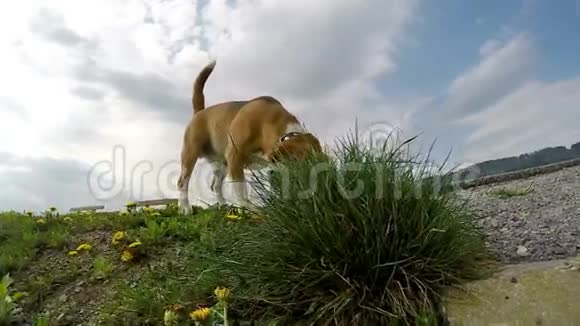 一只小猎犬在地上嗅东西的慢镜头视频的预览图
