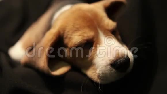 可爱的小猎犬正在他最喜欢的地方睡觉视频的预览图